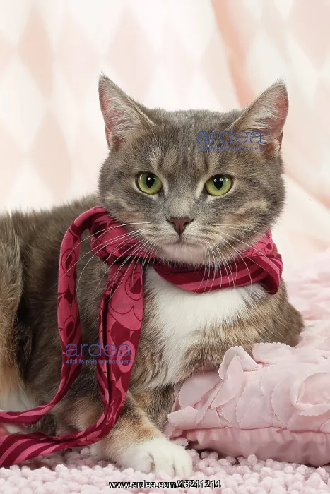  : Domestic Cat wearing scarf