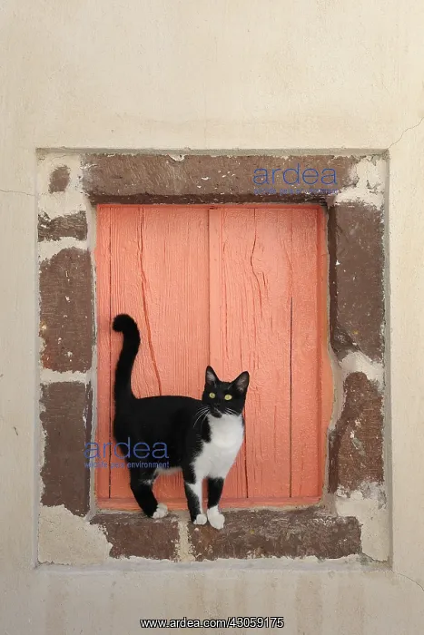 : Domestic Cat in front of a window Cyclades islands Greece : Domestic Cat in front of a window Cyclades islands Greece