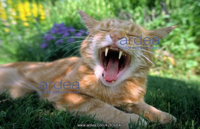 : Domestic Cat yawning : Domestic Cat yawning