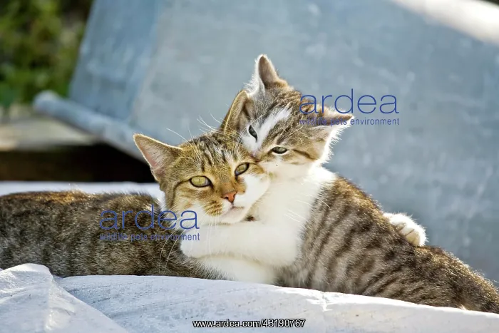 : Two domestic cats cuddling : Two domestic cats cuddling
