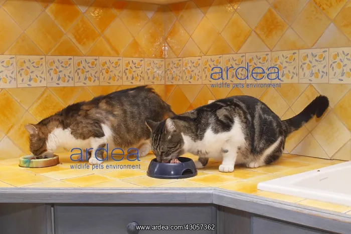 : Two domestic cats in their eating gamelle : Two domestic cats in their eating gamelle