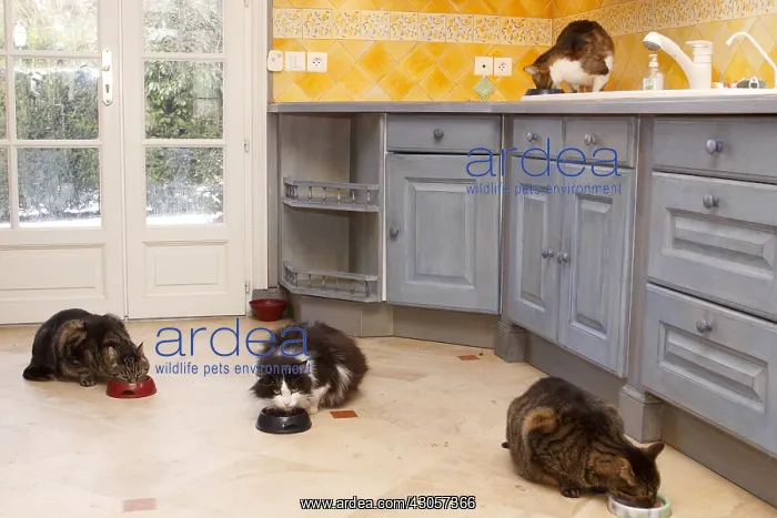 : Two domestic cats in their eating gamelle : Two domestic cats in their eating gamelle