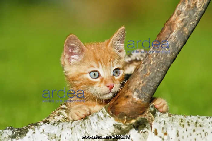 : Domestic cats, kittens climb on a birch branch : Domestic cats, kittens climb on a birch branch