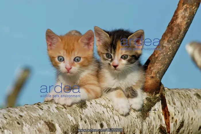 : Two domestic cats, kittens climbing on a birch log : Two domestic cats, kittens climbing on a birch log