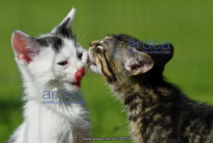 : Domestic cats, kittens licking each other's face : Domestic cats, kittens licking each other's face
