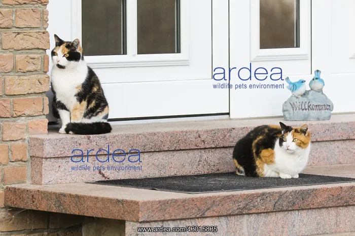 : Domestic Cats - siblings sitting in front of house : Domestic Cats - siblings sitting in front of house