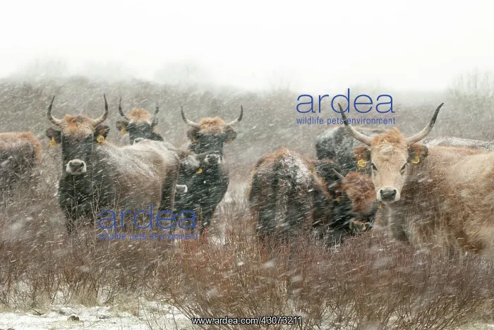 : Domestic Cattle : Domestic Cattle