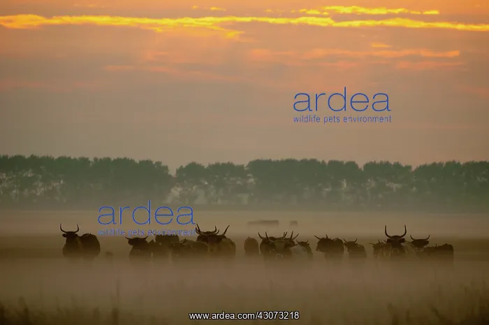: Domestic Cattle : Domestic Cattle