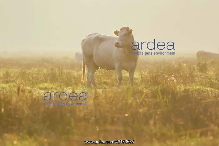  : Domestic Cattle