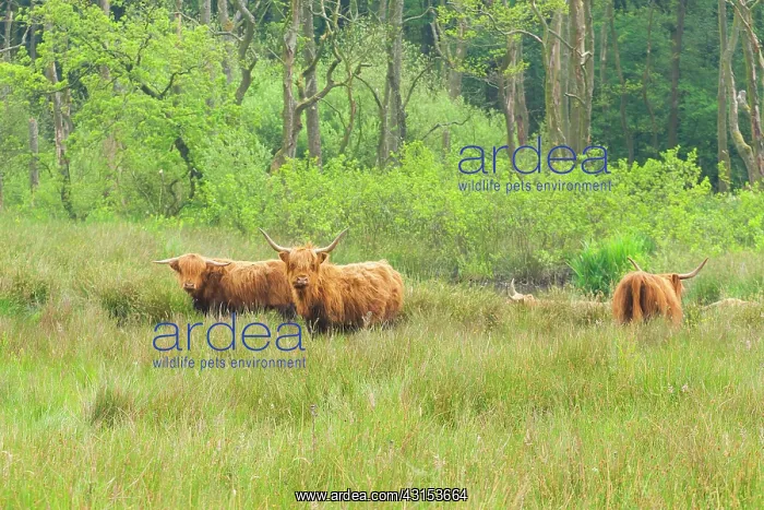 : Domestic Cattle : Domestic Cattle