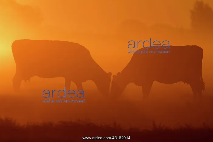 : Domestic Cattle : Domestic Cattle