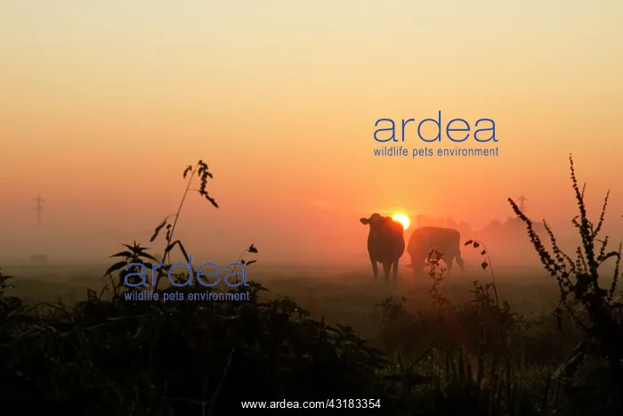  : Domestic Cattle