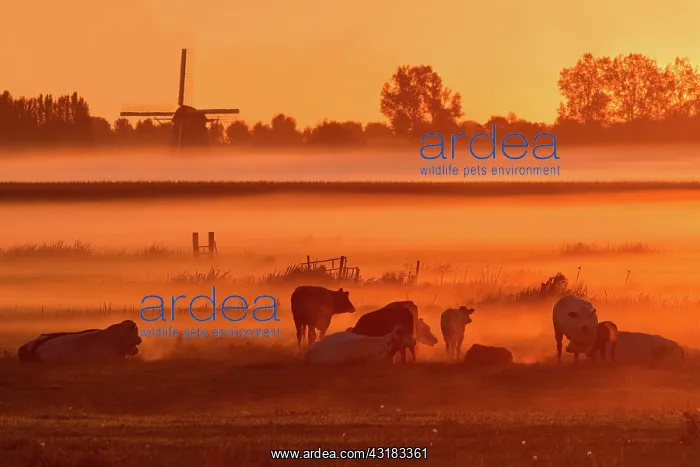: Domestic Cattle : Domestic Cattle