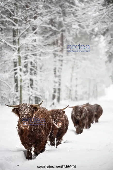 : Domestic Cattle : Domestic Cattle