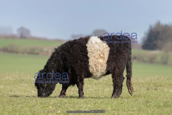 : Domestic cattle, Belted Galloway - cow standing : Domestic cattle, Belted Galloway - cow standing