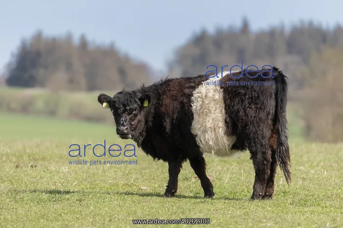 : Domestic cattle, Belted Galloway - cow standing : Domestic cattle, Belted Galloway - cow standing