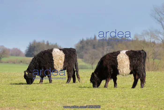  : Domestic cattle, Belted Galloway - cows standing