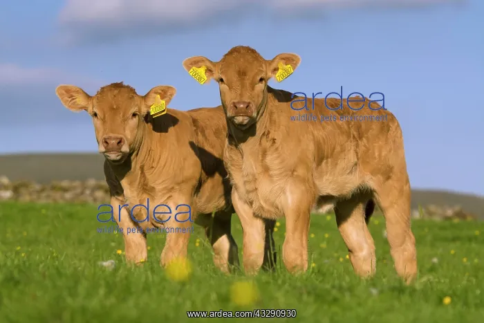 : Domestic Cattle, Blonde dAquitaine, two calves : Domestic Cattle, Blonde dAquitaine, two calves