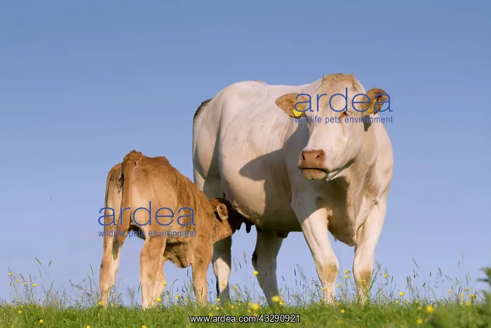 : Domestic Cattle, Blonde dAquitaine, cow and calf : Domestic Cattle, Blonde dAquitaine, cow and calf