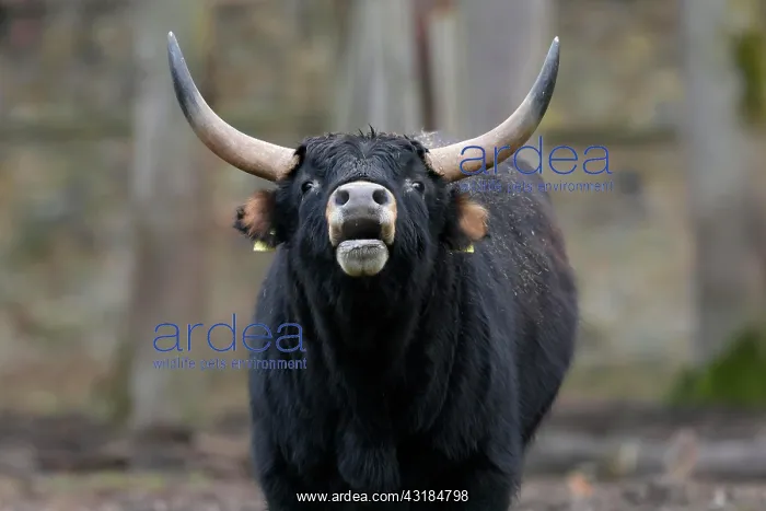 : Domestic cattle (Bos primigenius), primal animal : Domestic cattle (Bos primigenius), primal animal