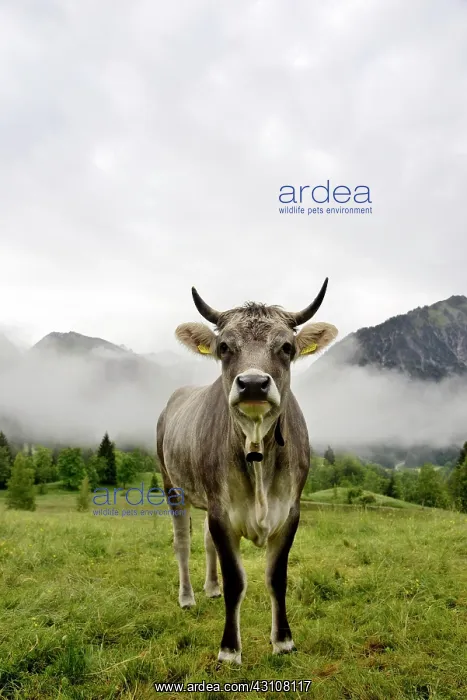 : Domestic Cattle (Bos primigenius taurus) on an alpine : Domestic Cattle (Bos primigenius taurus) on an alpine