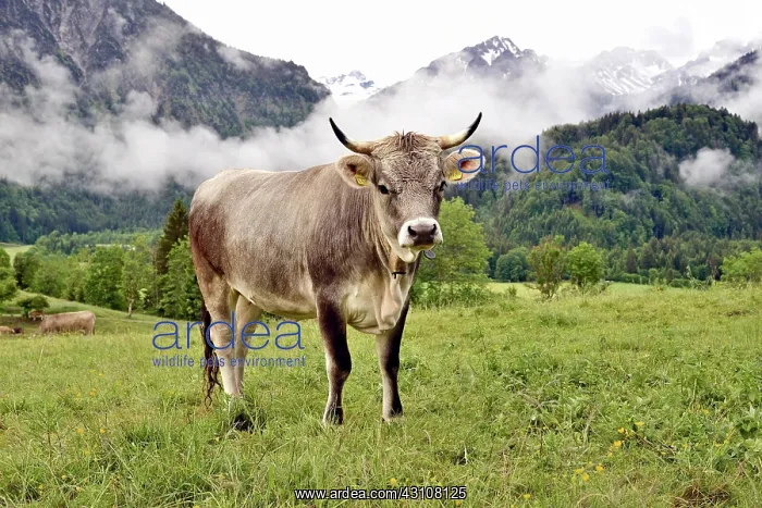 : Domestic Cattle (Bos primigenius taurus) on an alpine : Domestic Cattle (Bos primigenius taurus) on an alpine