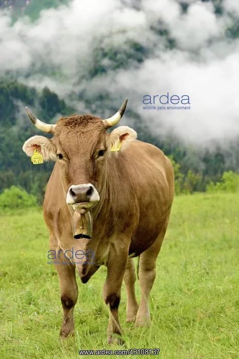 : Domestic Cattle (Bos primigenius taurus) on an alpine : Domestic Cattle (Bos primigenius taurus) on an alpine