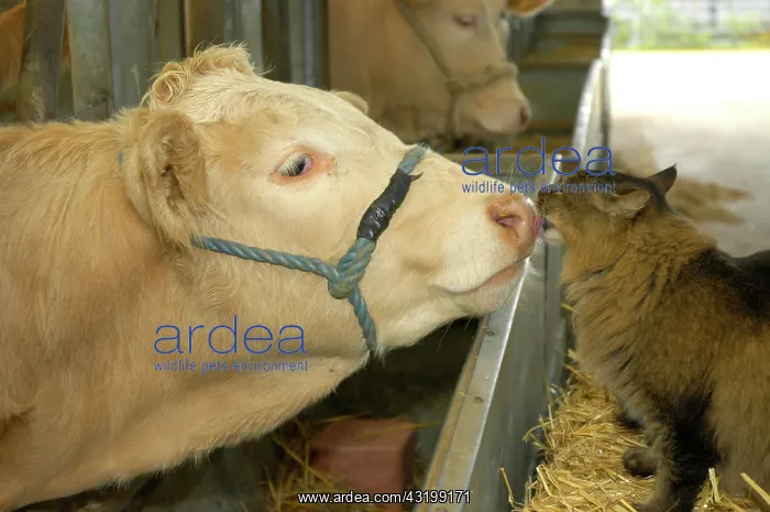 : Domestic Cattle (Bos primigenius taurus), Blonde : Domestic Cattle (Bos primigenius taurus), Blonde