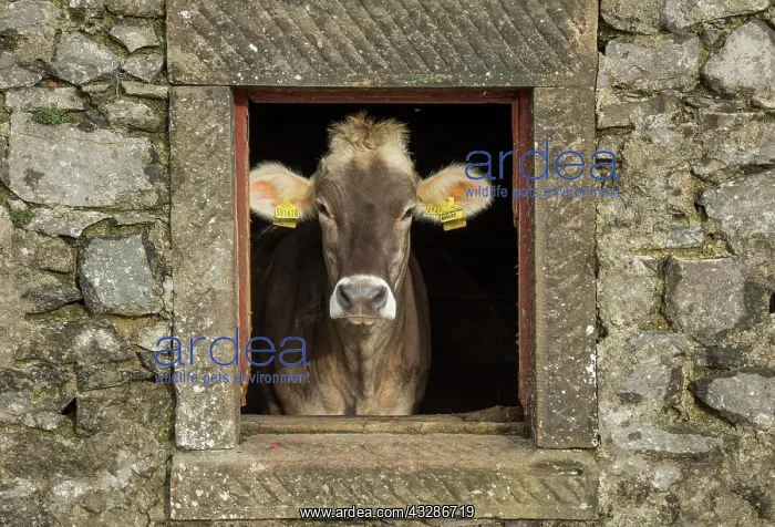 : Domestic Cattle (Bos primigenius taurus), Brown : Domestic Cattle (Bos primigenius taurus), Brown