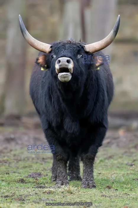 : Domestic cattle (Bos primigenius), Ur in a meadow : Domestic cattle (Bos primigenius), Ur in a meadow