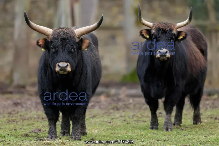  : Two domestic cattle (Bos primigenius), Ur in a meadow