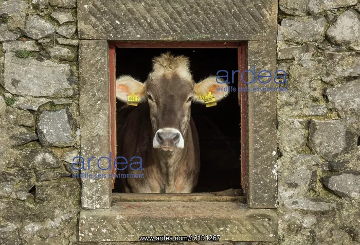 : Domestic cattle, Brown Swiss, dairy cow, view through : Domestic cattle, Brown Swiss, dairy cow, view through