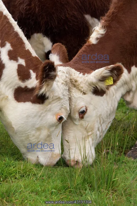 : Domestic cattle, Hereford calves, close-up of heads : Domestic cattle, Hereford calves, close-up of heads