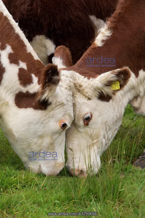 : Domestic Cattle, Hereford calves, close-up of heads
