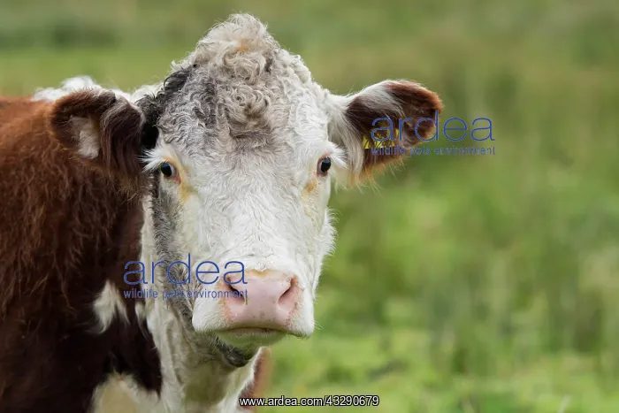 : Domestic Cattle, Hereford cow, close-up of head : Domestic Cattle, Hereford cow, close-up of head