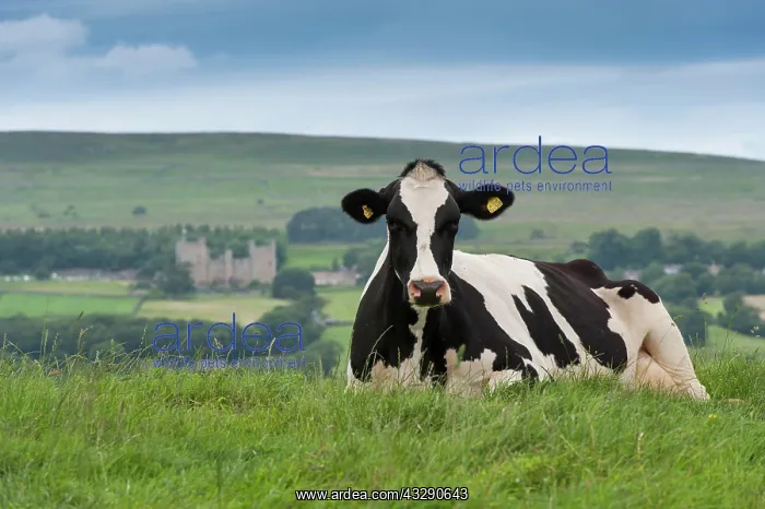 : Domestic Cattle, Holstein Friesian cow, resting : Domestic Cattle, Holstein Friesian cow, resting