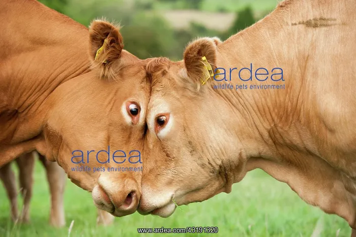 : Domestic cattle, Limousin cows, close up of heads : Domestic cattle, Limousin cows, close up of heads