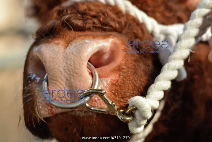 : Domestic cattle, Luing bull, close-up of nose with : Domestic cattle, Luing bull, close-up of nose with