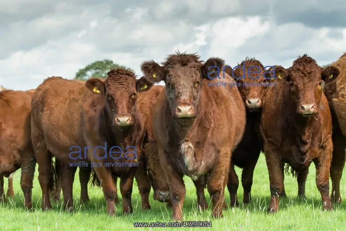 : Domestic Cattle, Luing, herd standing in pasture : Domestic Cattle, Luing, herd standing in pasture