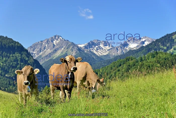 : Domestic Cattles (Bos primigenius taurus) grazing : Domestic Cattles (Bos primigenius taurus) grazing