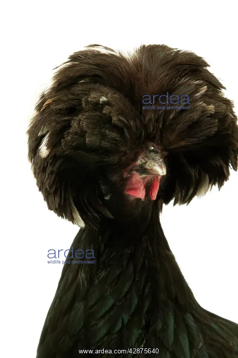  : Domestic Chicken