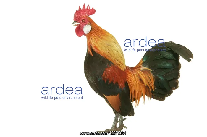 : Domestic Chicken : Domestic Chicken