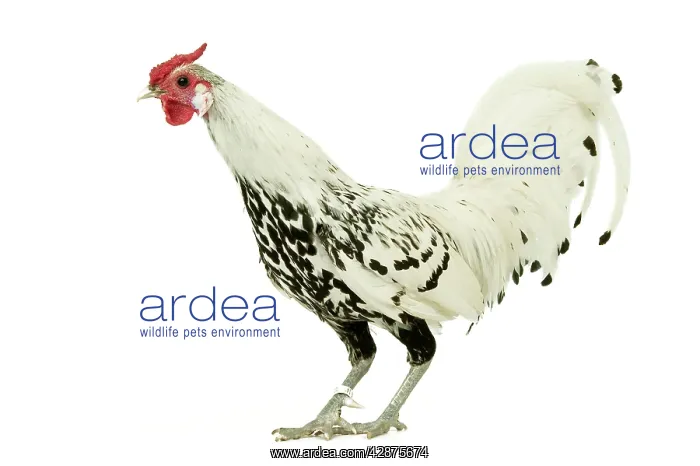 : Domestic Chicken : Domestic Chicken