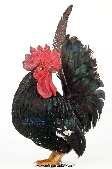 : Domestic Chicken : Domestic Chicken