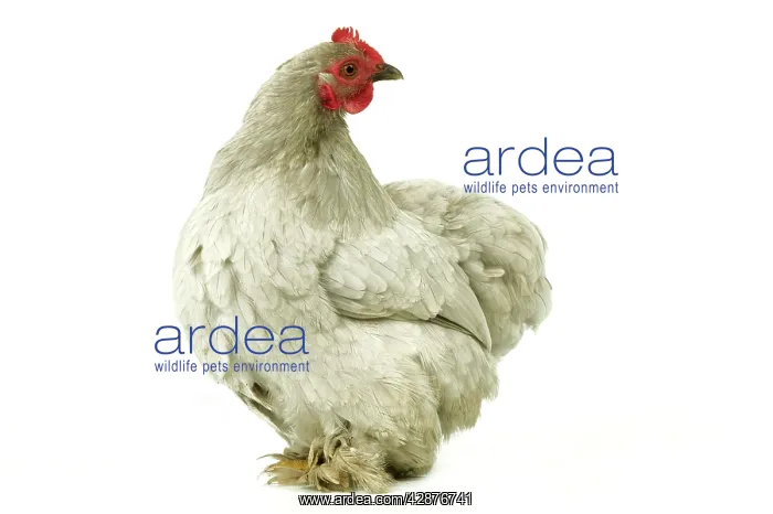 : Domestic Chicken : Domestic Chicken