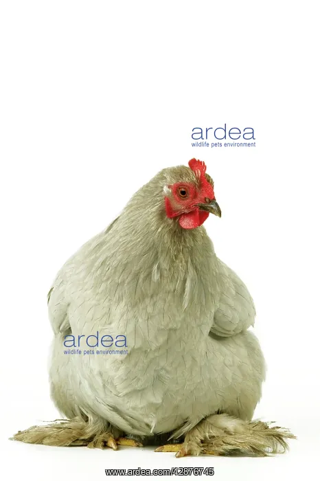: Domestic Chicken : Domestic Chicken