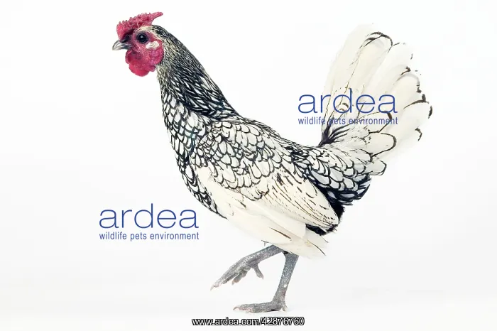 : Domestic Chicken : Domestic Chicken