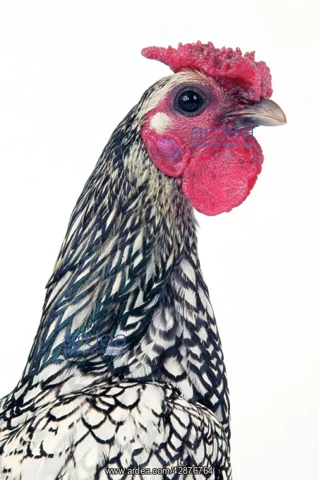 : Domestic Chicken : Domestic Chicken