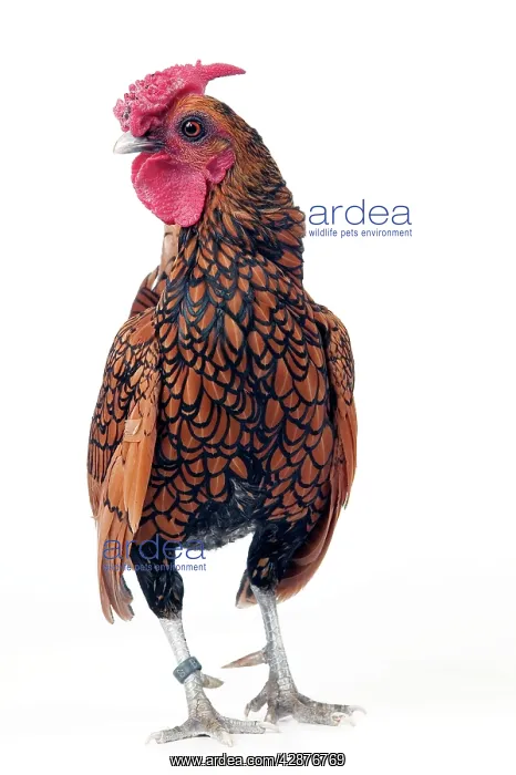 : Domestic Chicken : Domestic Chicken
