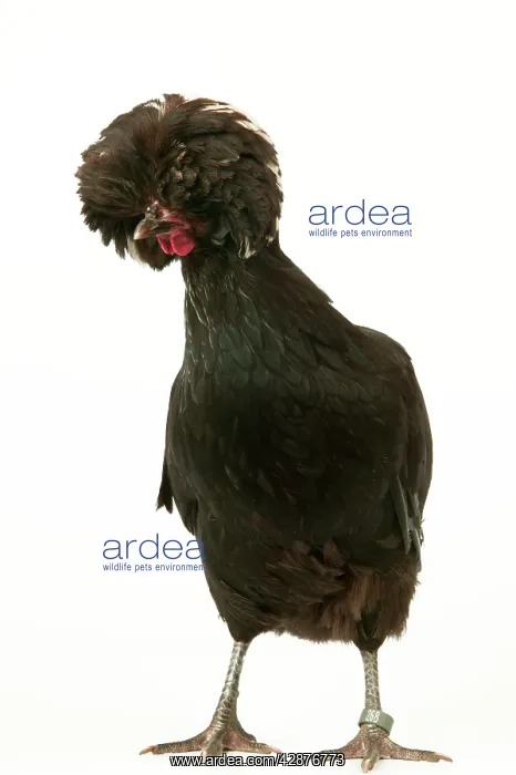  : Domestic Chicken
